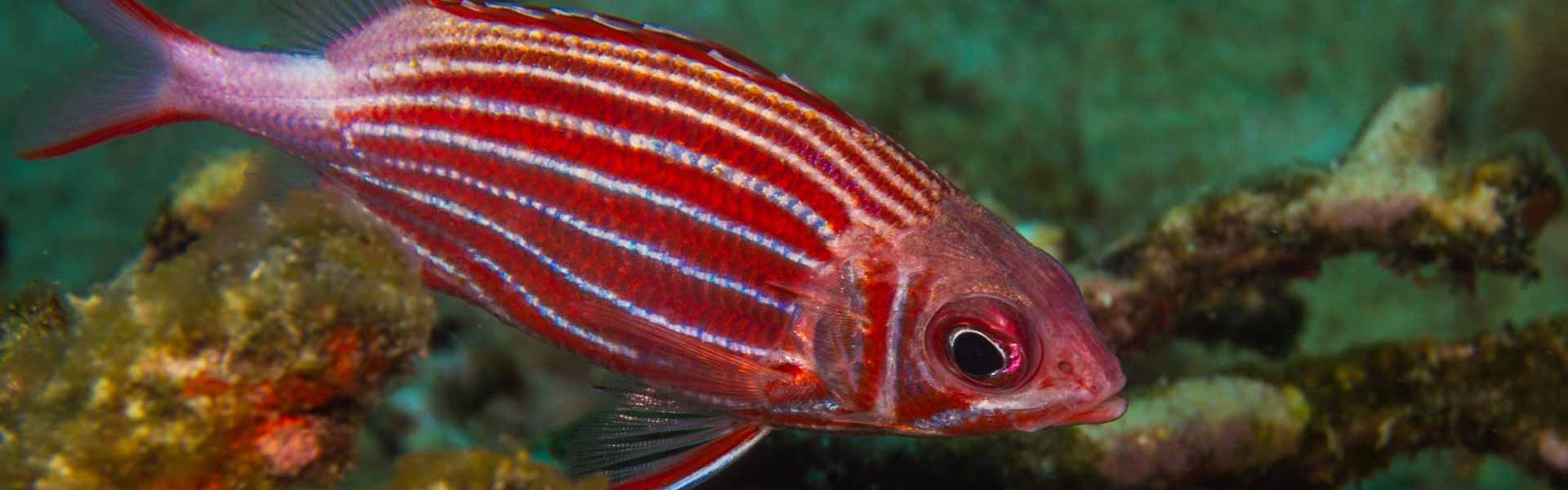 The Red Sea Squirrelfish
